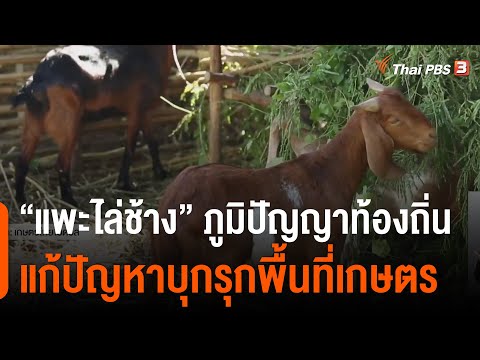 วีดีโอ: การสืบพันธุ์ของหน้าวัวที่บ้าน (47 ภาพ): วิธีเผยแพร่ 