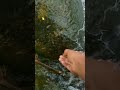 ini dia cara mencari ulat batu umpan mancing ikan disungai
