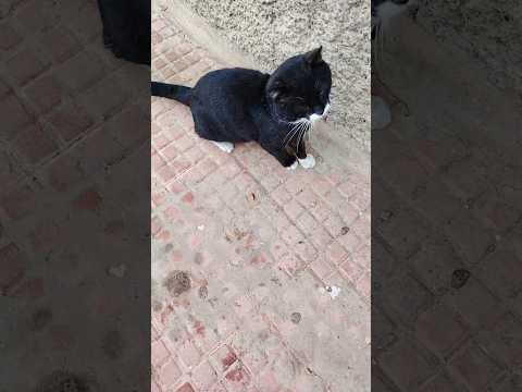 قط جميل مشاء الله  موسيقار  القرميد النظافه  المراه قطط