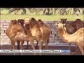 البدو في عمان 