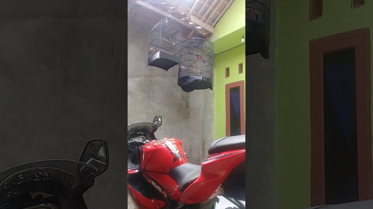 Suara burung murai 