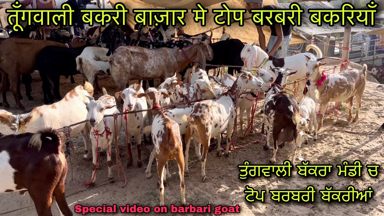 टोप बरबरी बकरियाँ तूँगवाली बकरी बाज़ार मे@farming baba special video barbari goats Tungwali mandi