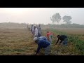 আড়িয়াল বিলে  কৃষকের ধান কাটার দৃশ্য দেখে মুগ্ধ পর্যটকরা।