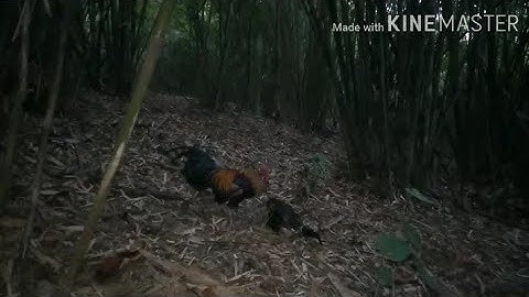 hnub no mus dib qaib txaus luag tiag tiag