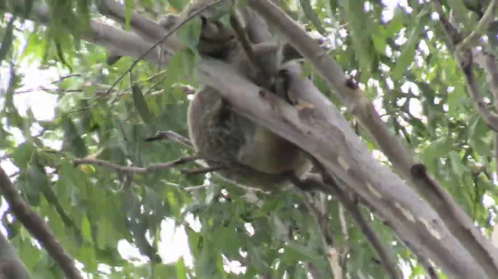 Where have all the Koalas gone