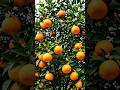 orange tree growing timelapse video || Time seed studio|| #fruit #plants