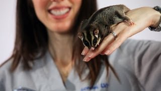 How to Pick a Healthy Sugar Glider | Sugar Gliders