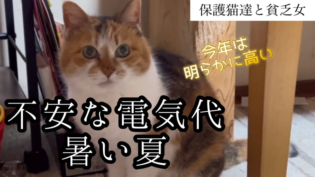 猫と貧乏女】去年と比べて、明らかに増えている電気代。今年の夏の電気 