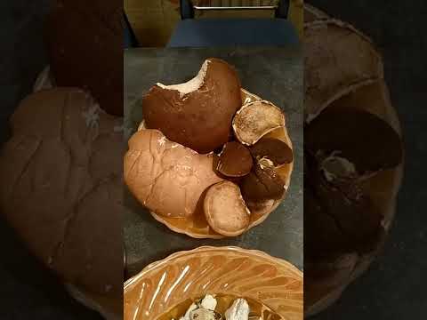 БЕРЕЗОВАЯ ГУБКА. Piptoporus betulinus.Чай из сушёной губки.