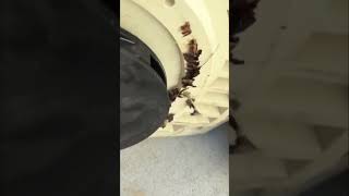 Housing Removal & Impeller Repair: Simple DIY Guide #shorts