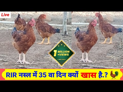 देसी आर आई आर चूजों का 35 वा दिन।। desi murgi palan kaise kren।।desi murgi farm।। free range farming