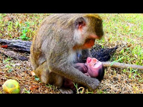 Gorilla-Mama will Menschen-Baby streicheln (süße Reaktion)