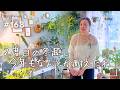 【なんとか冬越し】傷みも出たグリーンバタフライを植替え🌿(Vlog/168)