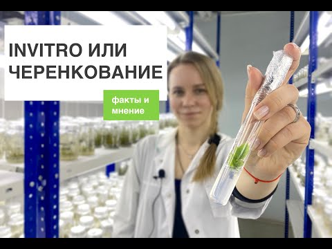 Video: In Vitro Ion Penjerapan Dan Sitokompatibiliti Keramik Fosfat Dicalcium