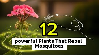 12 powerful plants that repel mosquitoes 