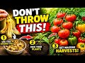 Don't Waste Your Banana Peels! Old Gardener’s Secret for Massive Tomato & Pepper Harvests