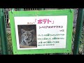 20190207 羽村市動物公園のシベリアオオヤマネコ