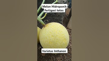 Thumbnail of Melon #hidroponik fertigasi tetes #greenhouse #melon #melonpremium #inthanon #music #melonhidroponik