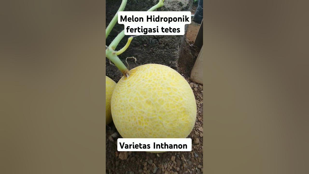 Melon #hidroponik fertigasi tetes #greenhouse #melon #melonpremium #inthanon #music #melonhidroponik Melon #hidroponik fertigasi tetes #greenhouse #melon #melonpremium #inthanon #music #melonhidroponik