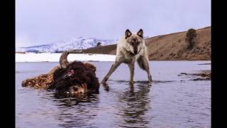 Aging in the wild: lessons from animals about the value of growing old | Kira Cassidy | TEDxBozeman Aging in the wild: lessons from animals about the value of growing old | Kira Cassidy | TEDxBozeman