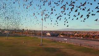 010625 European Starling Murmuration