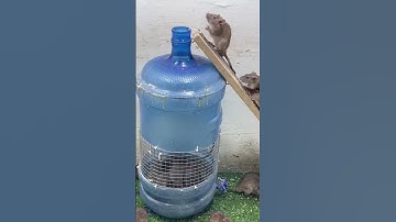 Mouse Trap Homemade - Best mouse trap ideagood Rat trap plastic bottlemouse video #rat #mousetrap20