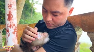 Download Lagu The moment that touched the audience when seeing dad petting Monkey Kaka when meeting her again MP3 Download Lagu The moment that touched the audience when seeing dad petting Monkey Kaka when meeting her again MP3