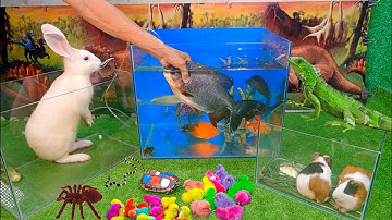 Bắt cá cảnh dễ thương, cá koi, cá rồng, bọ ú, rùa bảy màu, con kì nhông