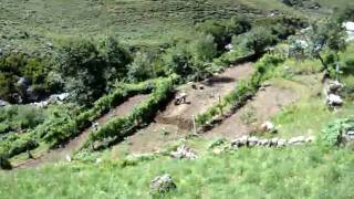 Apanha da batata - Castro Laboreiro