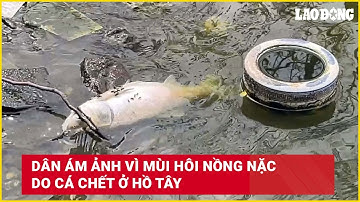 Dân ám ảnh vì mùi hôi nồng nặc do cá chết ở Hồ Tây | Báo Lao Động