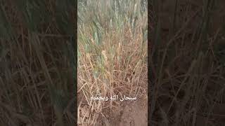 سنابل القمح