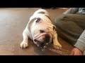 【ブルドッグ】すぐおもちゃを破壊する犬にペットボトルをあげてみた♪　English bulldog