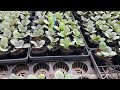 葉牡丹苗の定植後1か月からの管理について