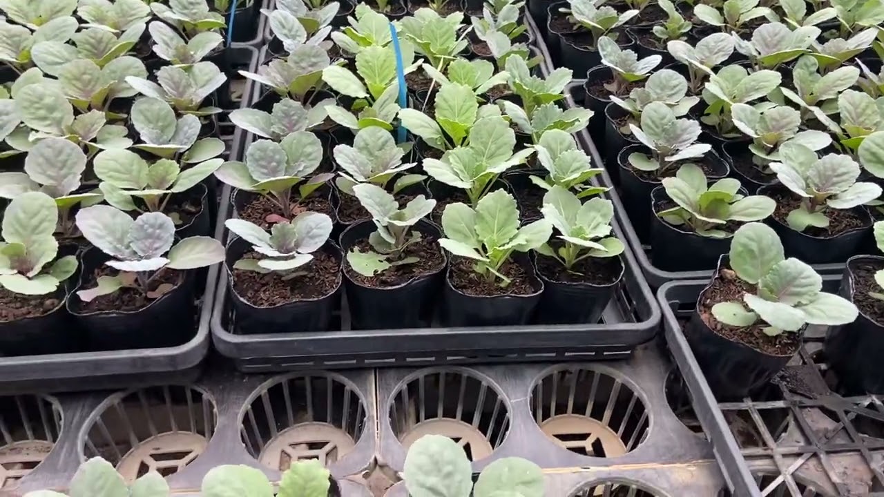 Care of Chrysanthemum seedlings from one month after planting