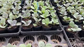 Care of Chrysanthemum seedlings from one month after planting