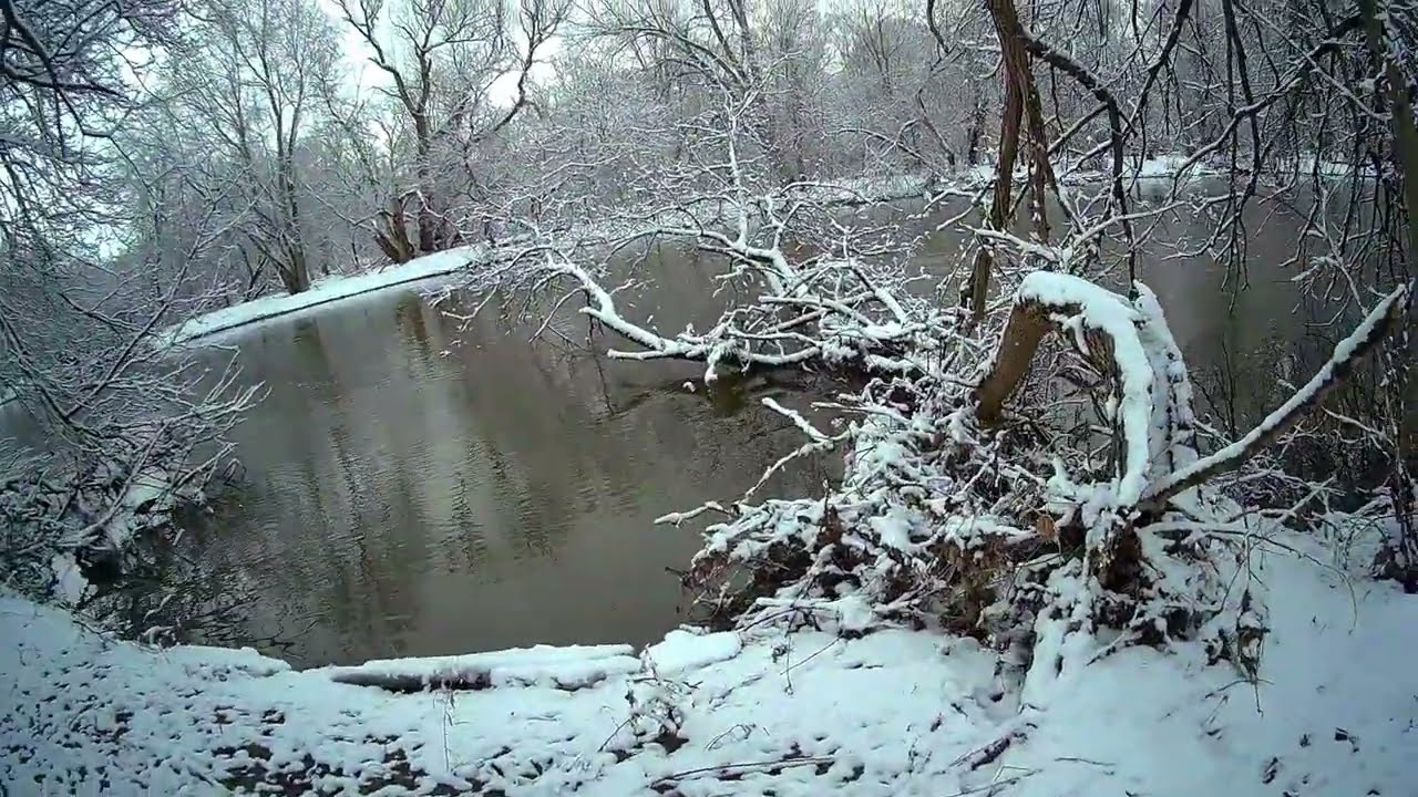 Out with Casey. #husky #nature #dog #canada #hiking #forest #ldnont