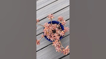 Thumbnail of California Sunset Succulents #succulent #california #sunset
