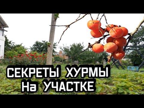 Видео: Условия выращивания хурмы - Где растет хурма