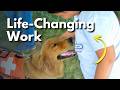 From Pet Training Skills to Life-Changing Service Dog Work
