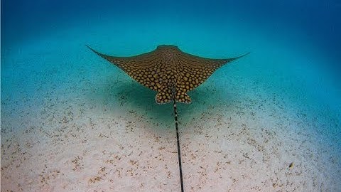 تلاوة خاشعة ومؤثرة تريح القلب سورة الرحمن كامل