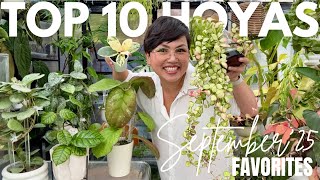 картинка: 10 самых любимых хой сентября 🌿✨ | Редкие вариегатные, серебристые и сплэши