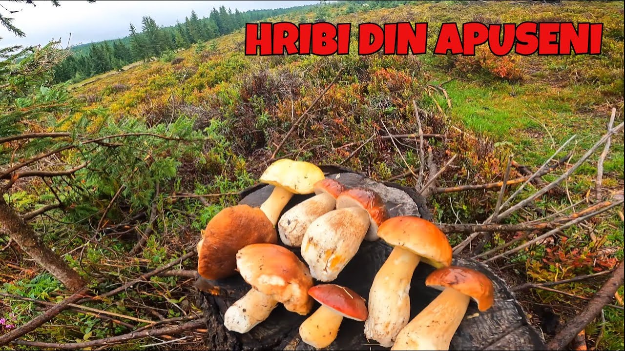 Nu Toți Hribii cresc în Pădure – Plimbare prin Poienile Apusenilor