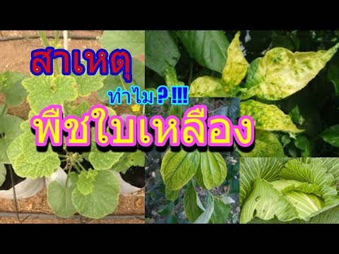 วีดีโอ: สาเหตุและการแก้ไขใบสควอชสีเหลือง