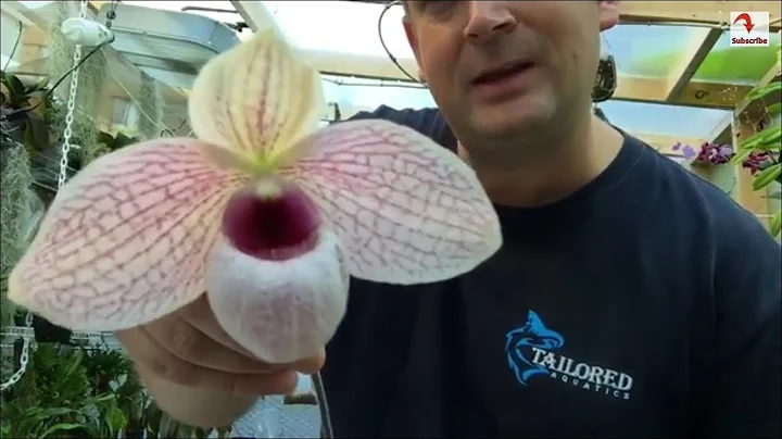 Slipper Orchid Care tips: Beautiful  Cool Growing Paphiopedilum in full Bloom