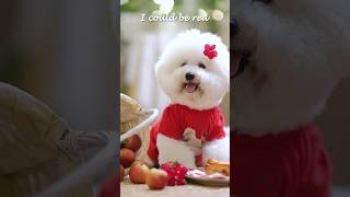 colors | bichon frise | amazing dogs official | sweet dog #dog #dogshorts #youtubeshorts #shorts