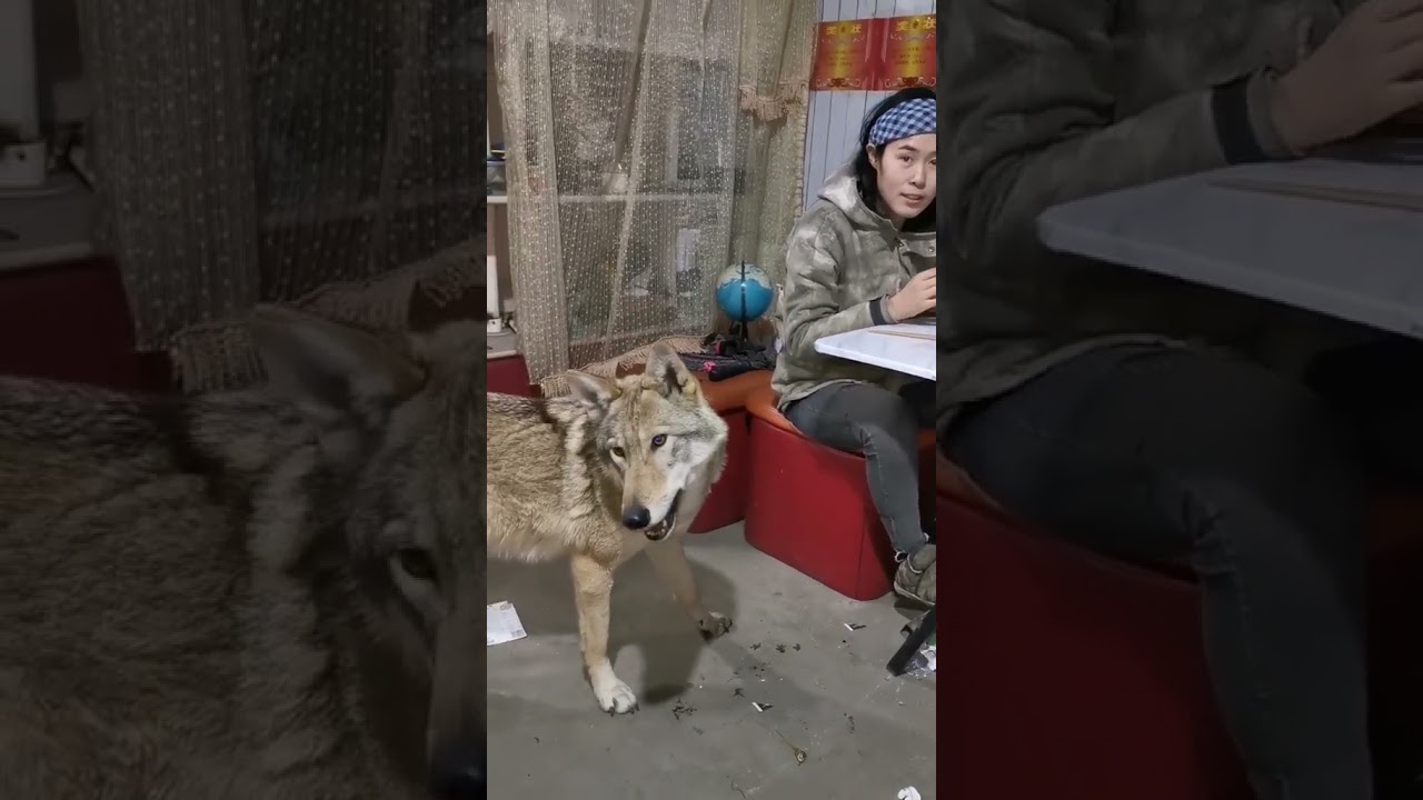 引狼入室呀😂