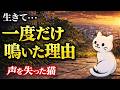 【たった一度だけ鳴いた理由】声を失った猫がくれた奇跡