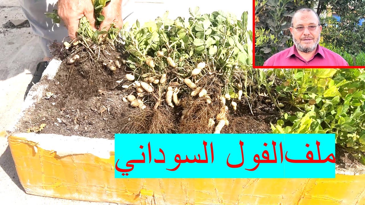 طريقتي في زراعة الفول السوداني في صندوق من الفلين بسطح البيت – إنتاج لن تتوقعه!