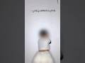 تويرك مصري طرب Twerking