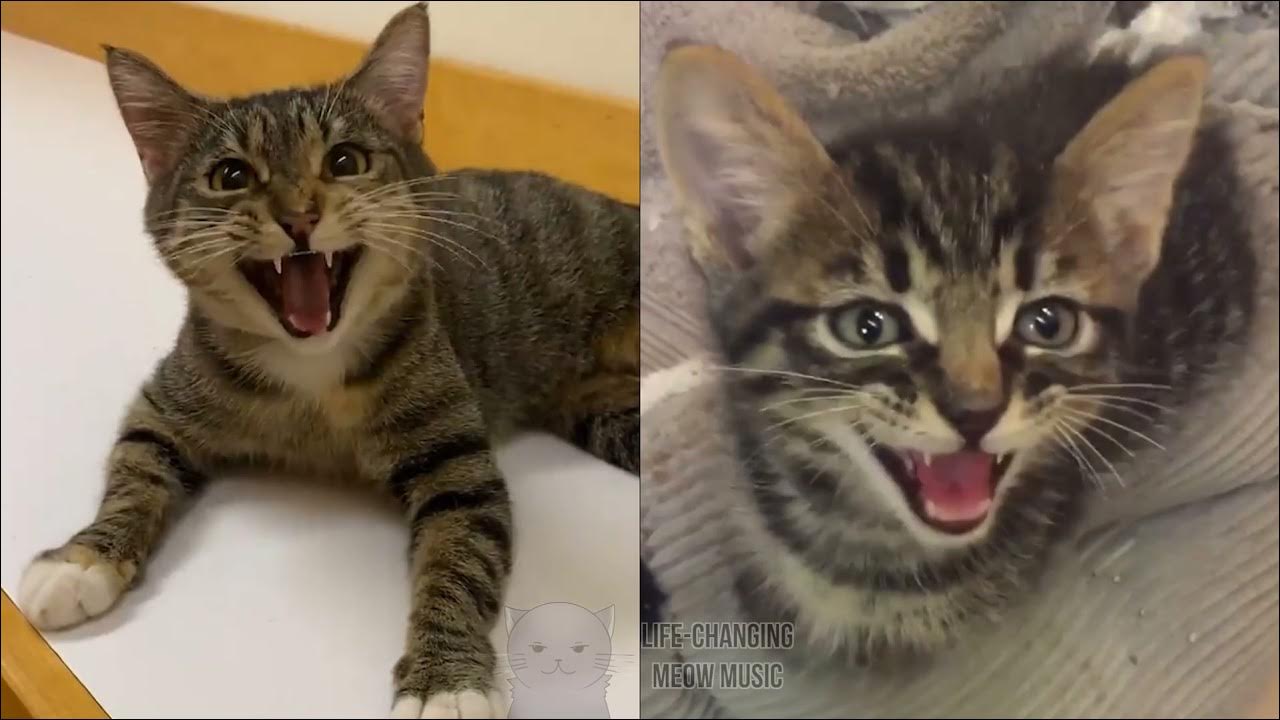 Jingle Bell Rock but Cats Sung It (Cats Version Cover) YouTube